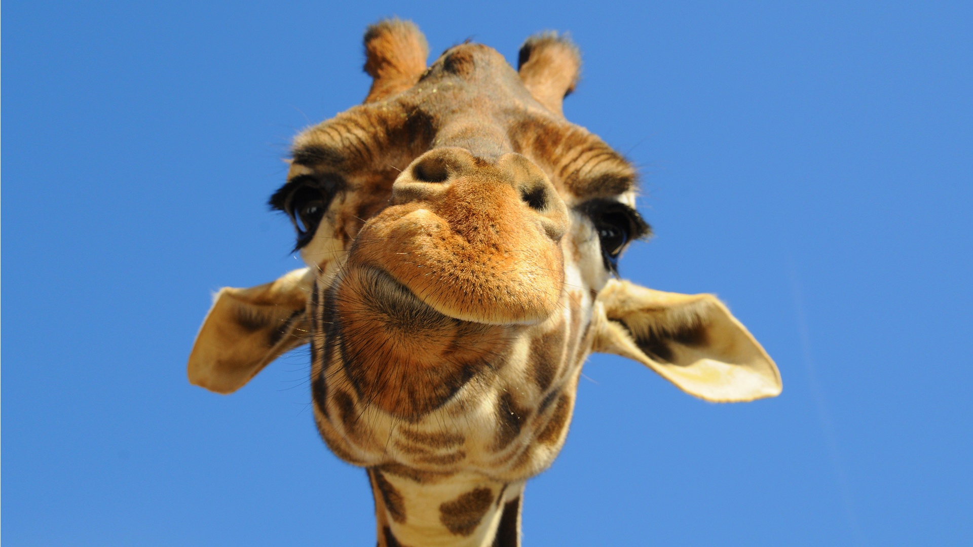 A Tal Foto da Girafa…